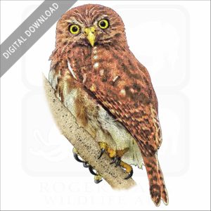 Ferruginous Pygmy Owl stock image