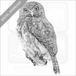 Ferruginous Pygmy Owl