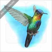 Fiery-Throated Hummingbird stock image