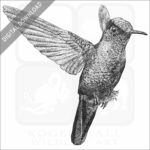 Fiery-Throated Hummingbird