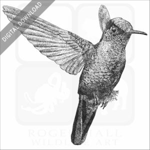 Fiery-Throated Hummingbird