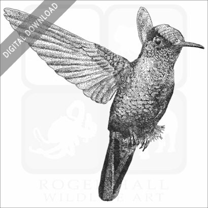 Fiery-Throated Hummingbird