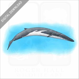Fin Whale stock image