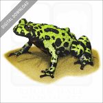 Fire-Bellied Toad stock image