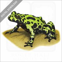 Fire-Bellied Toad stock image