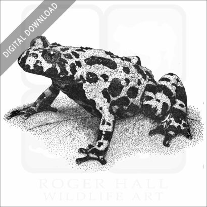 Fire-Bellied Toad