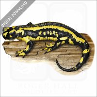 Fire Salamander stock image
