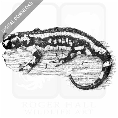 Fire Salamander