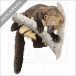 American Fisher stock image