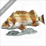 Flag Rockfish illustration
