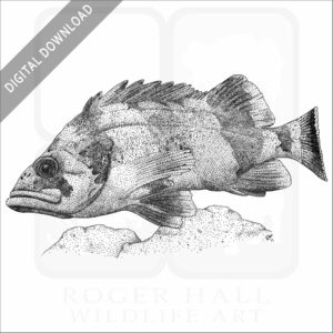 Flag Rockfish