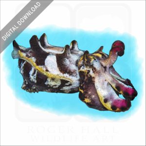 Flamboyant Cuttlefish stock image