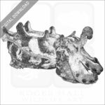 Flamboyant Cuttlefish