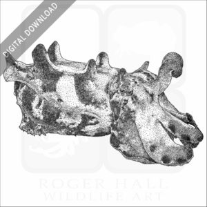 Flamboyant Cuttlefish