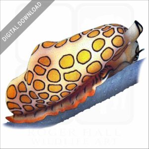 Flamingo Tongue Snail stock image