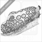 Flamingo Tongue Snail