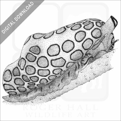 Flamingo Tongue Snail