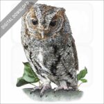 Flammulated Owl stock image