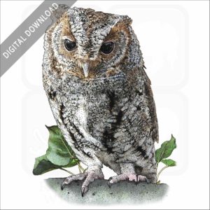 Flammulated Owl stock image