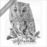Flammulated Owl