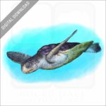 Flatback Sea Turtle stock image