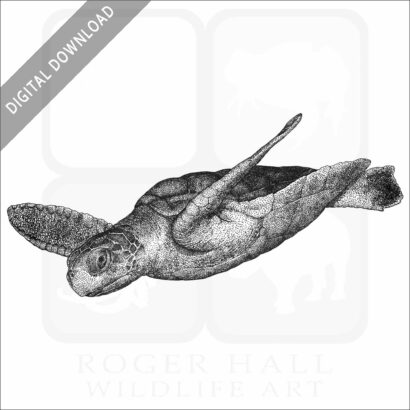 Flatback Sea Turtle