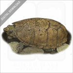 Flattened Musk Turtle stock image