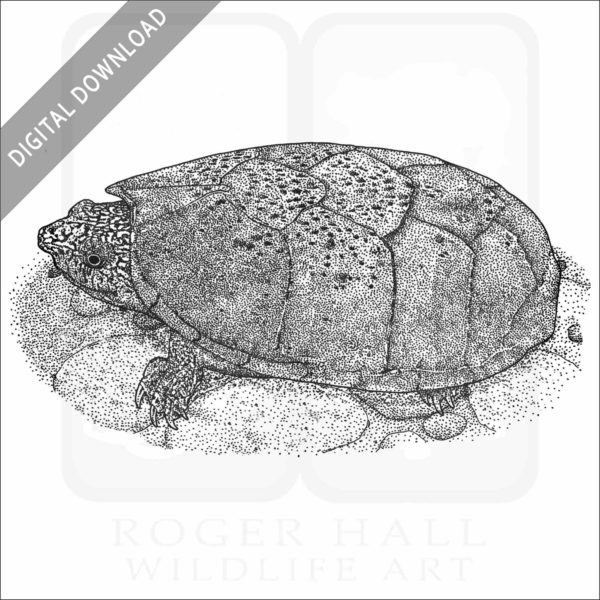 Flattened Musk Turtle