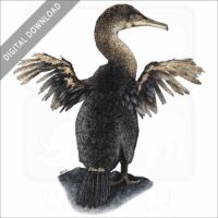Flightless Cormorant stock image