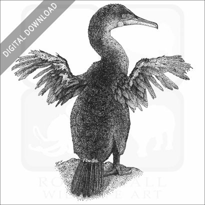Flightless Cormorant