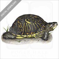 Florida Box Turtle stock image