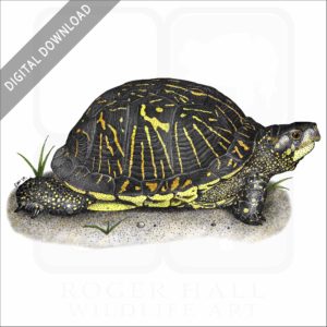 Florida Box Turtle stock image