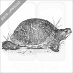 Florida Box Turtle