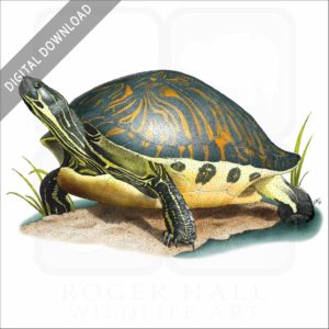 Florida Cooter stock art image