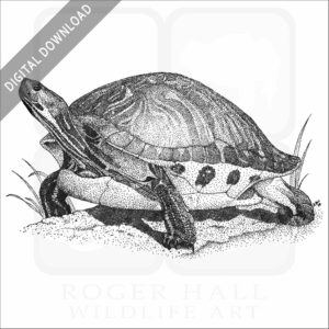 Florida Cooter stock art image