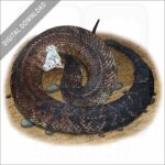 Florida Cottonmouth Snake stock image
