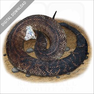 Florida Cottonmouth Snake stock image
