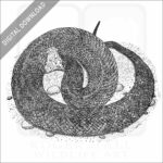 Florida Cottonmouth Snake
