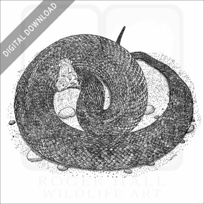 Florida Cottonmouth Snake