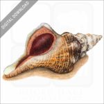 Florida Horse Conch stock image