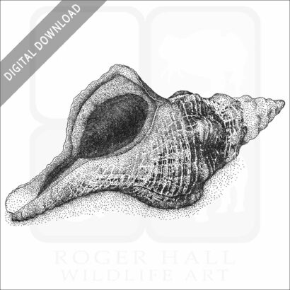 Florida Horse Conch
