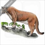 Florida Panther stock image