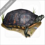 Florida Red-Bellied Turtle stock image