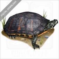 Florida Red-Bellied Turtle stock image