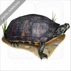 Florida Red-Bellied Turtle stock image