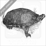 Florida Red-Bellied Turtle