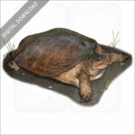 Florida Softshell Turtle stock image