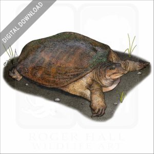 Florida Softshell Turtle stock image