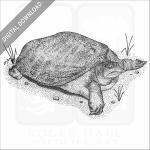Florida Softshell Turtle