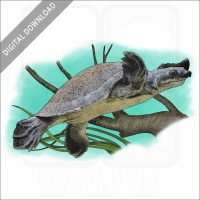 Fly River Turtle stock image